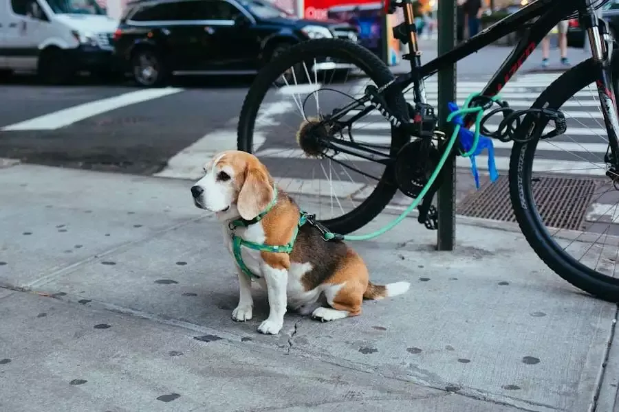 Dog tied to bicycle